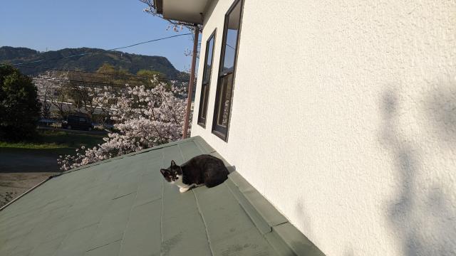 迷子猫の写真2