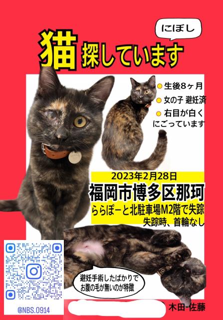 迷子猫No.0788の写真