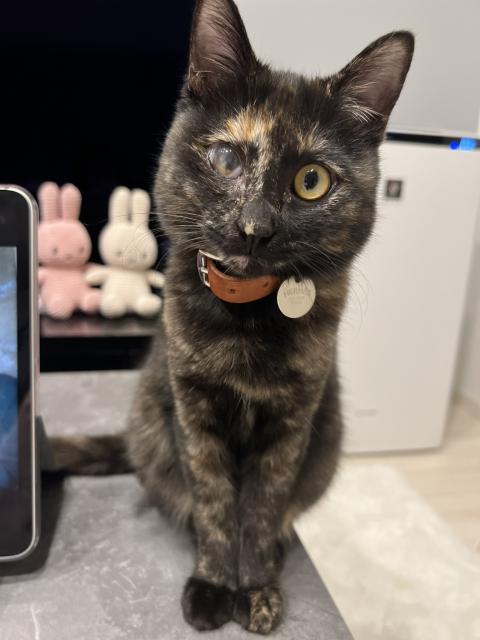 迷子猫の写真2