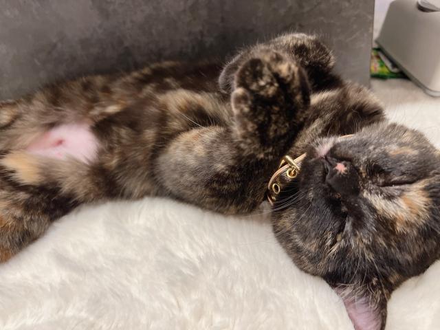 迷子猫の写真3