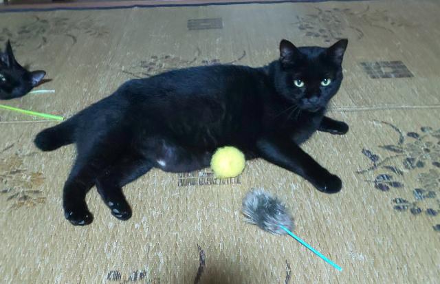 迷子猫No.2035の写真