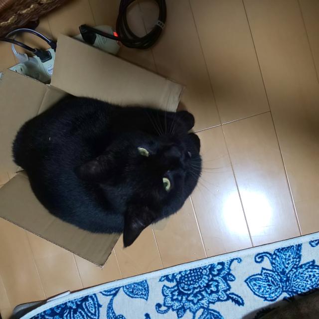 迷子猫の写真2