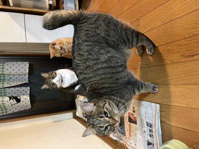 迷子猫No.2005の写真