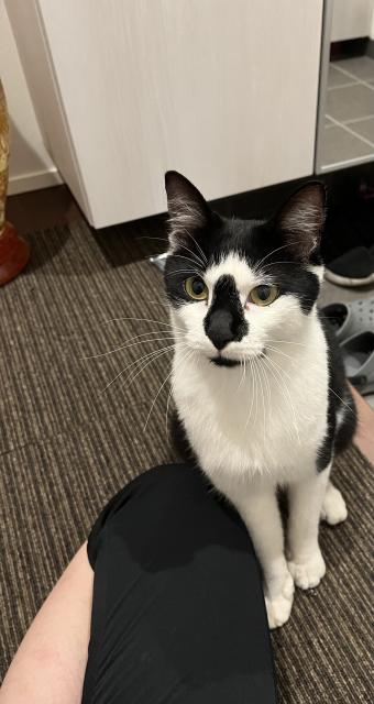 迷子猫の写真1