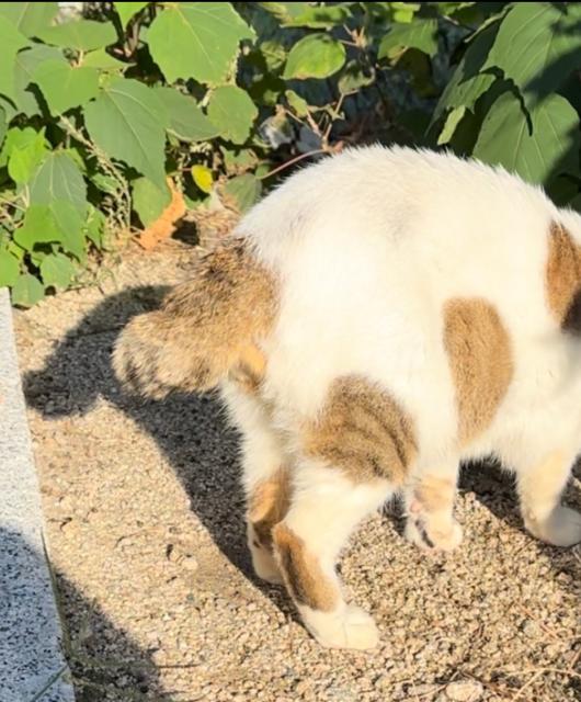 迷子猫No.1998の写真