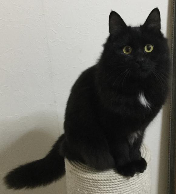 迷子猫No.0988の写真