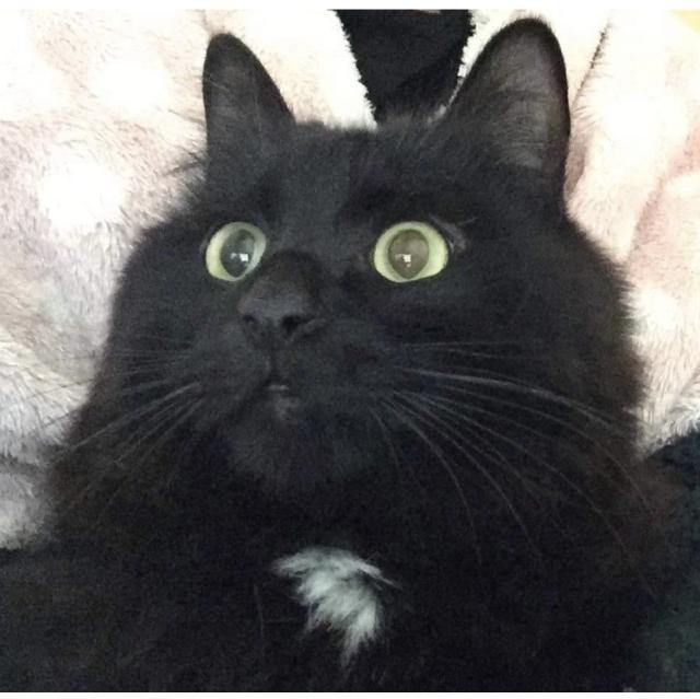 迷子猫の写真2