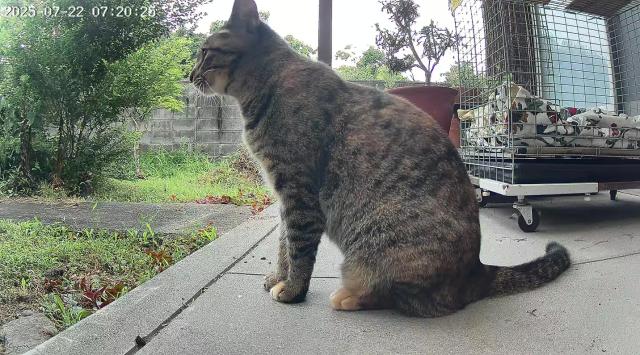 迷子猫No.2026の写真