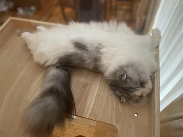 迷子猫No.1930の写真