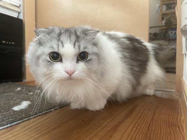 迷子猫の写真2