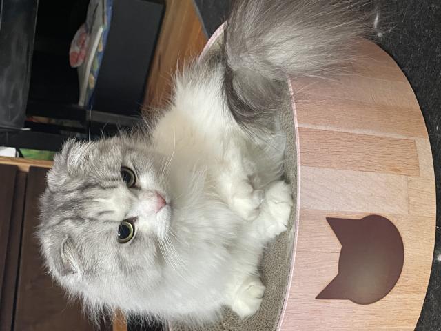 迷子猫の写真3