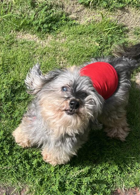 迷子犬の写真2