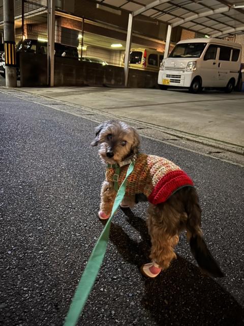 迷子犬の写真3