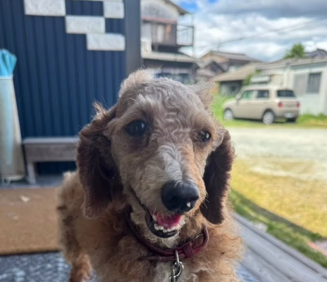 保護犬の写真2
