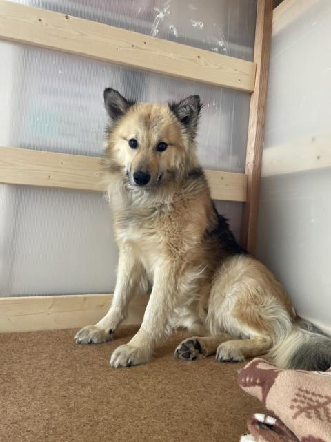 迷子犬No.2039の写真