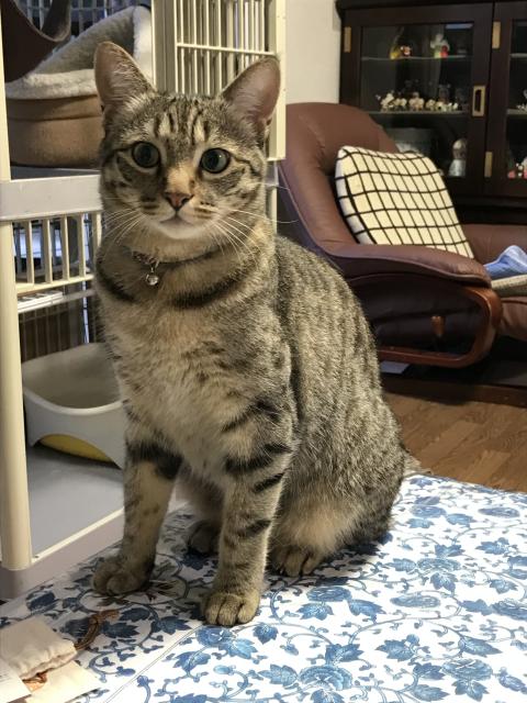 迷子猫No.0794の写真