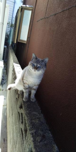 迷子猫No.1816の写真