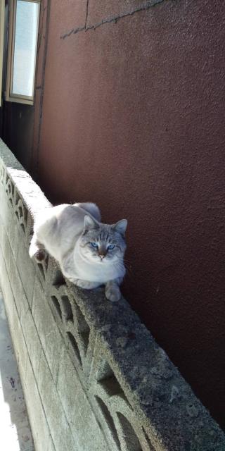 迷子猫の写真3