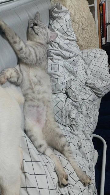 迷子猫の写真1
