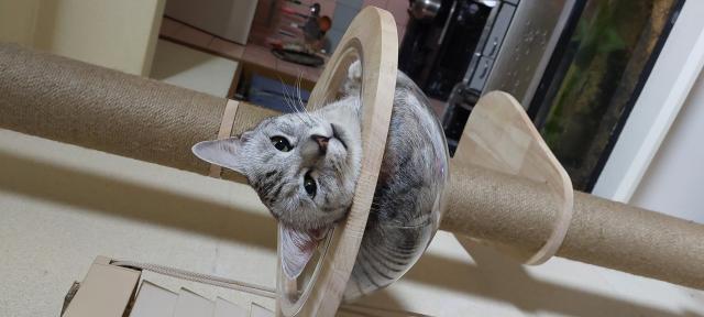 迷子猫の写真2
