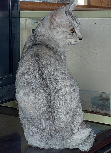 迷子猫の写真3