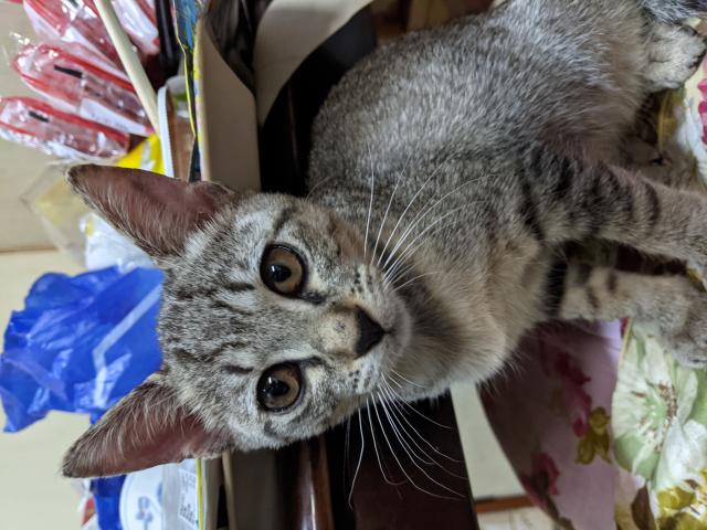 迷子猫の写真1