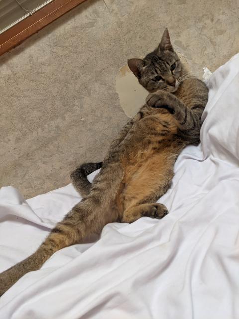 迷子猫の写真2
