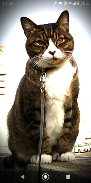 迷子猫の写真1