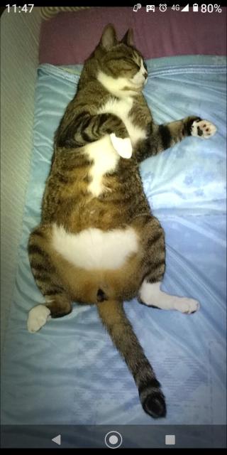 迷子猫の写真2