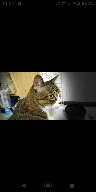 迷子猫の写真3
