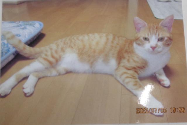 個人間譲渡猫No.0175の写真