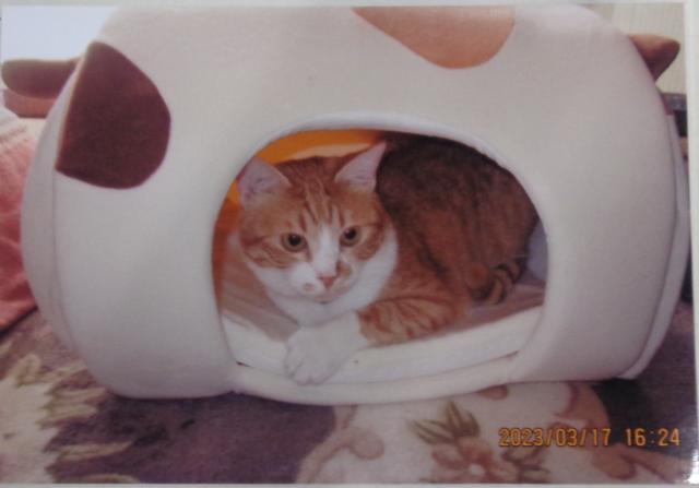 個人間譲渡猫の写真2