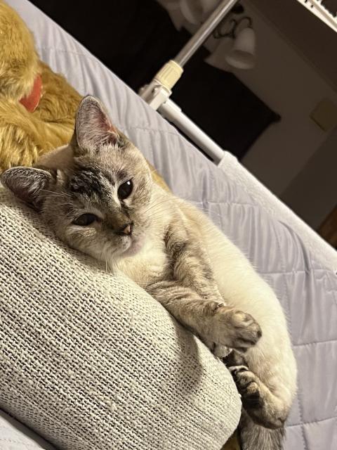 迷子猫No.1866の写真