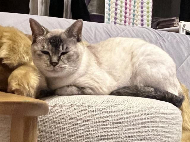 迷子猫の写真2
