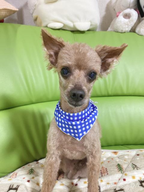 迷子犬No.0815の写真