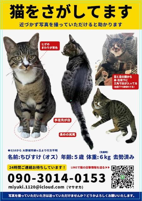 迷子猫No.1787の写真