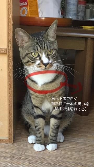 迷子猫の写真2