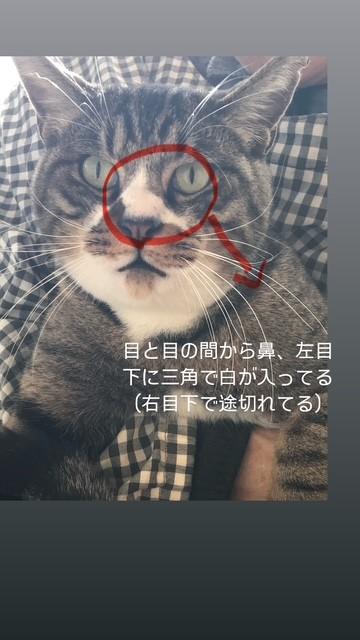 迷子猫の写真3