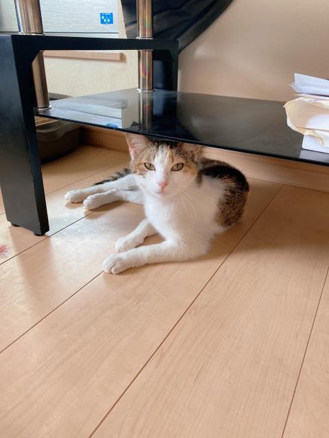保護猫No.0345の写真