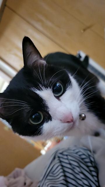 迷子猫の写真1