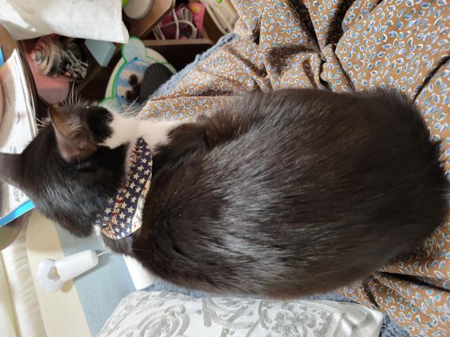 迷子猫の写真2