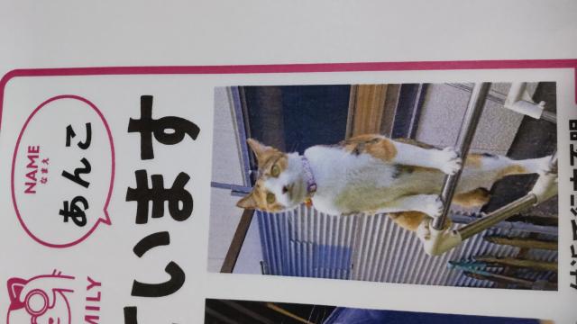 迷子猫の写真2
