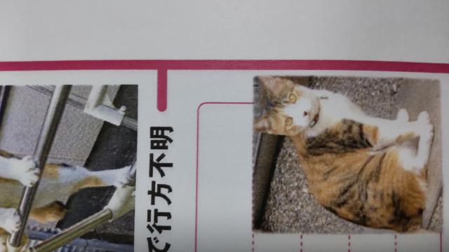 迷子猫の写真3