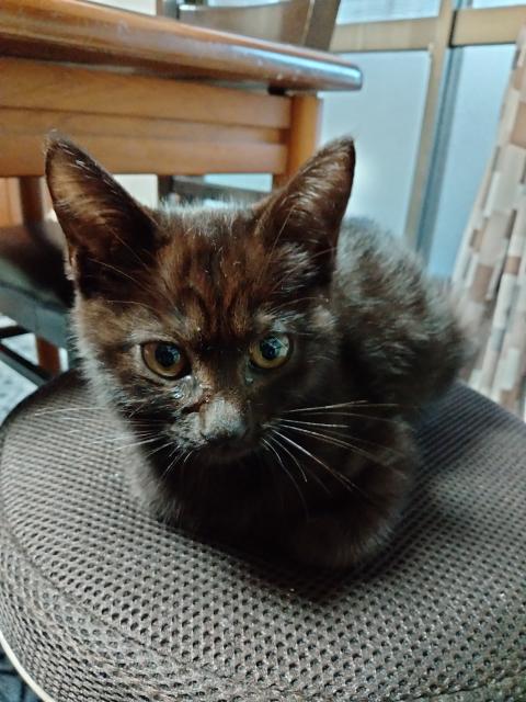 保護猫No.0212の写真
