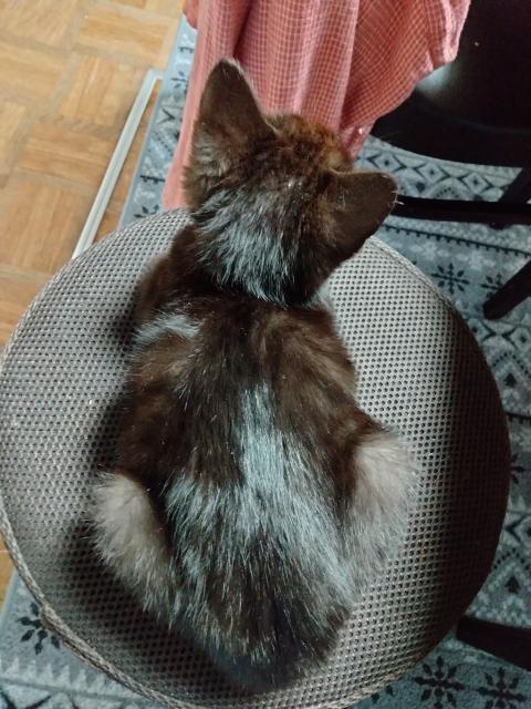 保護猫の写真2