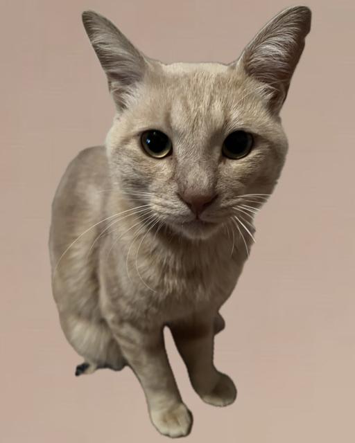 保護猫No.0404の写真