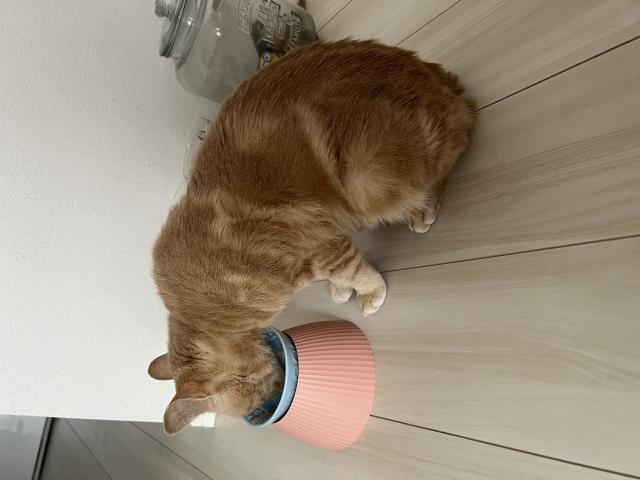 保護猫の写真2