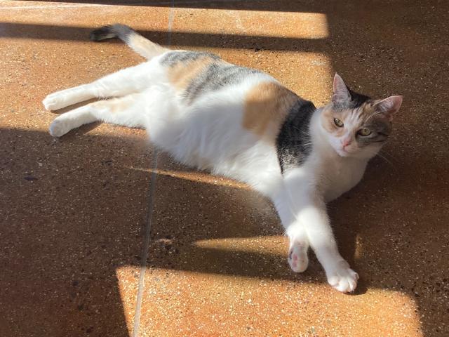 迷子猫の写真1