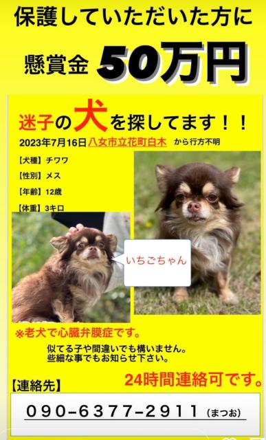 迷子犬の写真1