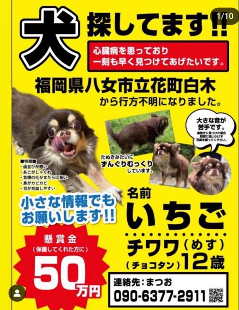 迷子犬の写真2